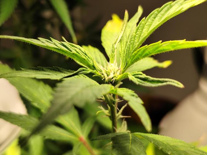 Membrana Hyper Autofem von VIP Seeds. Week 15