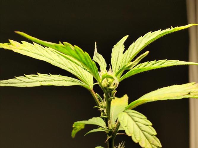 Membrana Hyper Autofem von VIP Seeds. Week 15