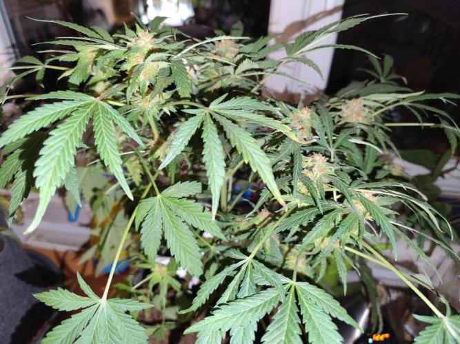 Lemon Cherry Cookies Auto von FastBuds. Week 10 - Tag 76