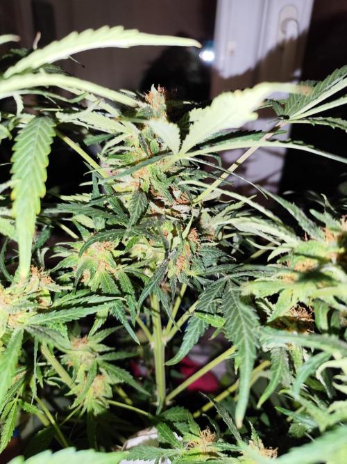 Lemon Cherry Cookies Auto von FastBuds. Week 10