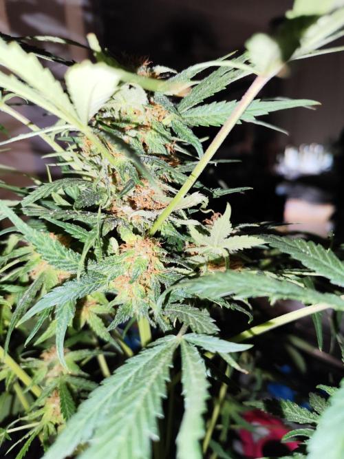 Lemon Cherry Cookies Auto von FastBuds. Week 10