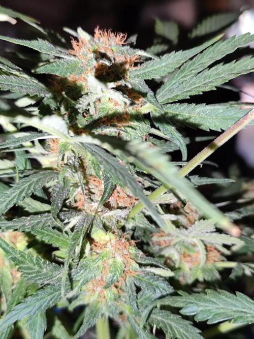 Lemon Cherry Cookies Auto von FastBuds. Week 10