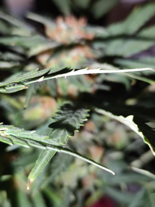 Lemon Cherry Cookies Auto von FastBuds. Week 10