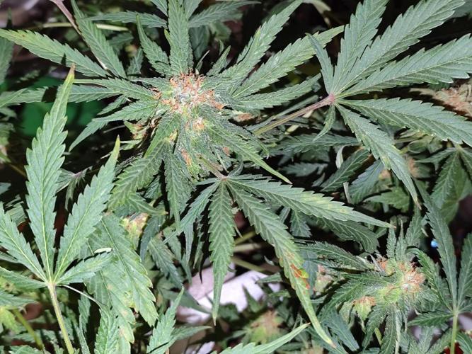 Lemon Cherry Cookies Auto von FastBuds. Week 10