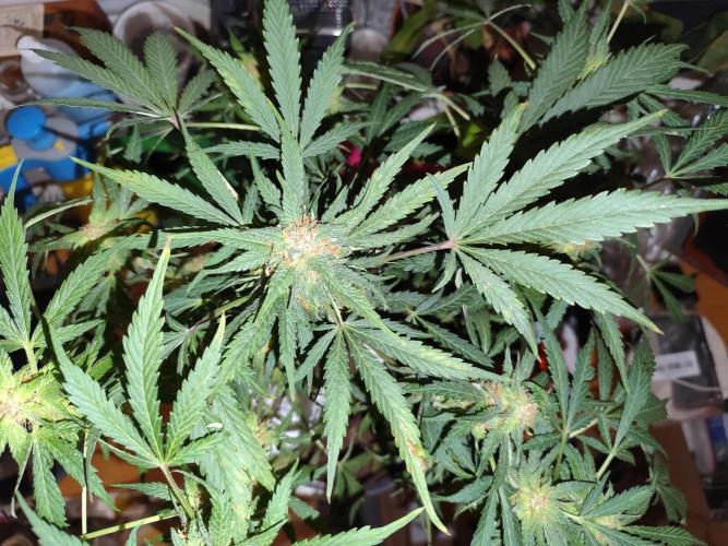 Lemon Cherry Cookies Auto von FastBuds. Week 10