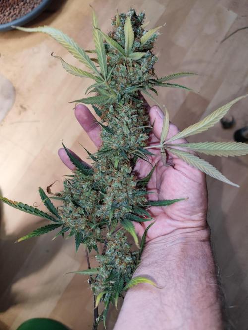 Rainbow Sherbet Automatic von Zamnesia. Week 15 - Tag 110