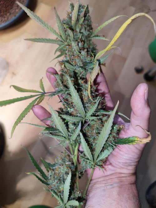 Rainbow Sherbet Automatic von Zamnesia. Week 15