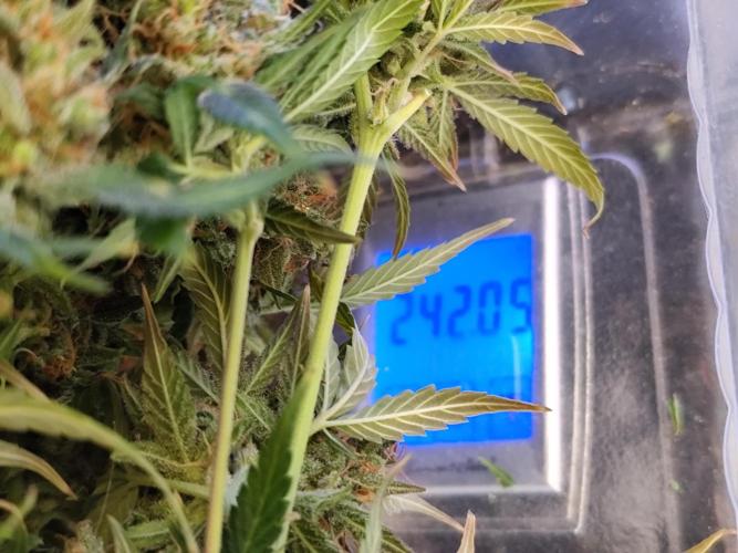 Rainbow Sherbet Automatic von Zamnesia. Week 15