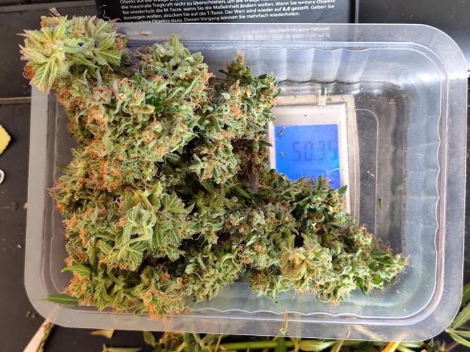 Rainbow Sherbet Automatic von Zamnesia. Week 15