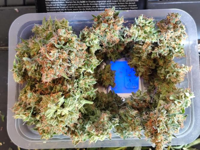 Rainbow Sherbet Automatic von Zamnesia. Week 15