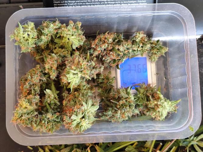 Rainbow Sherbet Automatic von Zamnesia. Week 15