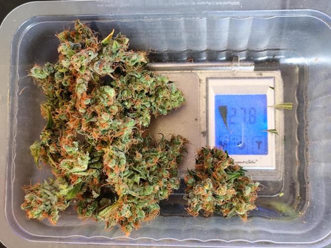 Rainbow Sherbet Automatic von Zamnesia. Week 15