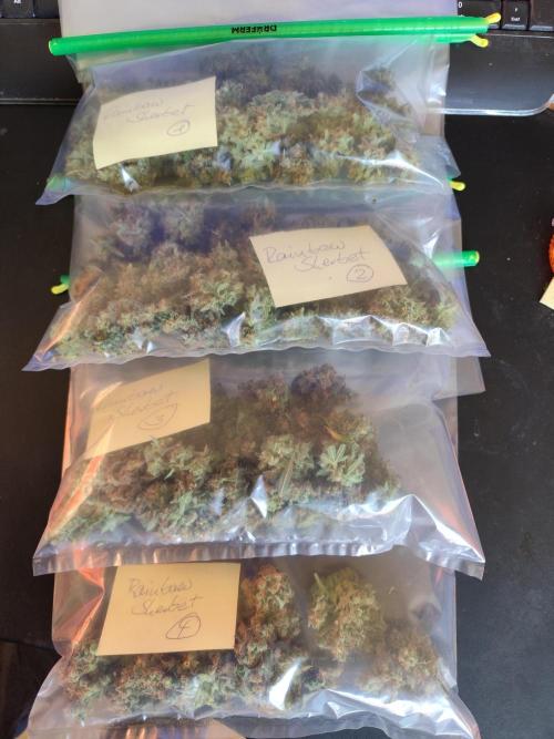 Rainbow Sherbet Automatic von Zamnesia. Week 15