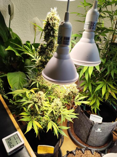 Black Runtz Automatic von Zamnesia seeds. Week 15 - Tag 106