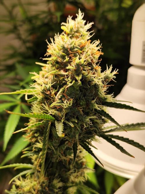 Black Runtz Automatic von Zamnesia seeds. Week 15