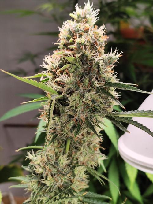 Black Runtz Automatic von Zamnesia seeds. Week 15