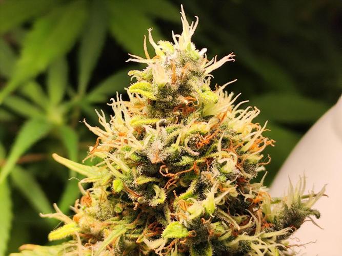 Black Runtz Automatic von Zamnesia seeds. Week 15