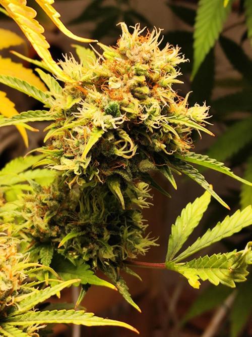 Black Runtz Automatic von Zamnesia seeds. Week 15