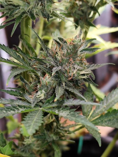 Black Runtz Automatic von Zamnesia seeds. Week 15