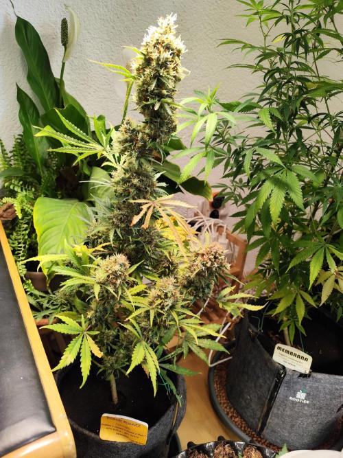 Black Runtz Automatic von Zamnesia seeds. Week 15 - Tag 107