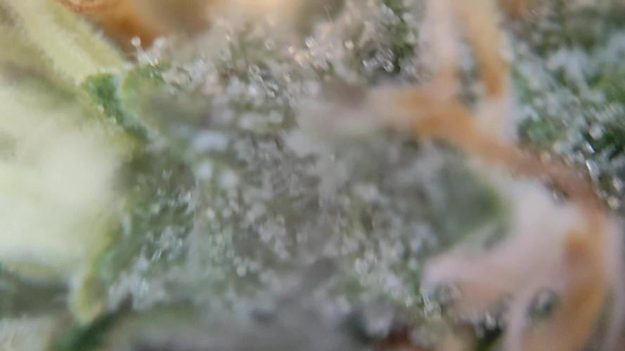 Black Runtz Automatic von Zamnesia seeds