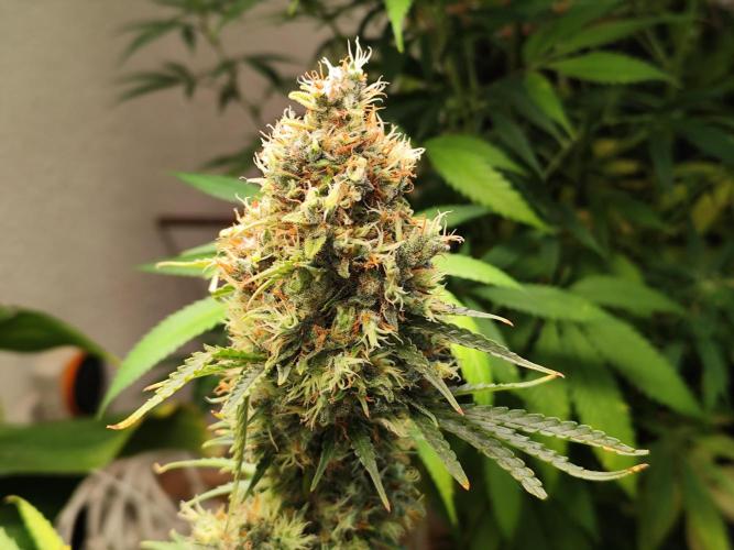 Black Runtz Automatic von Zamnesia seeds. Week 15