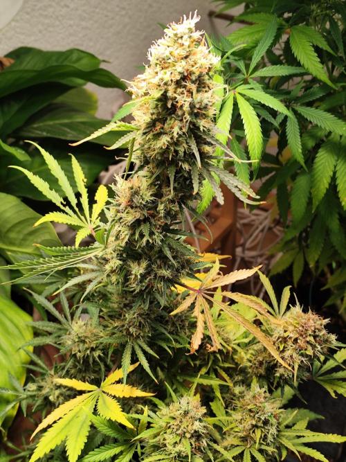 Black Runtz Automatic von Zamnesia seeds. Week 15