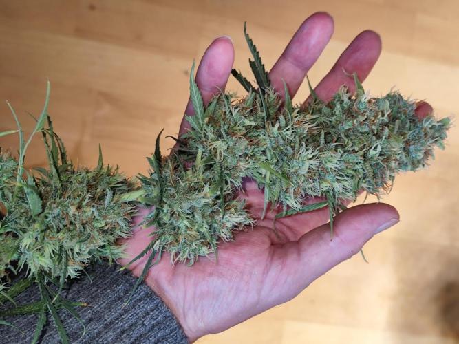 Black Runtz Automatic von Zamnesia seeds. Week 15