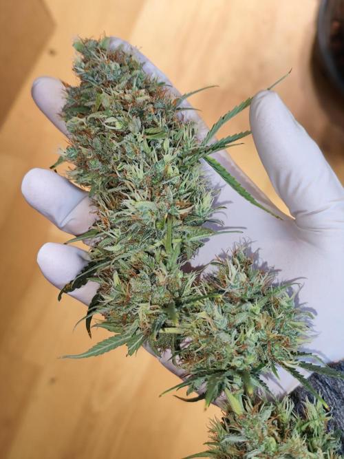 Black Runtz Automatic von Zamnesia seeds. Week 15