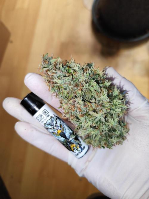 Black Runtz Automatic von Zamnesia seeds. Week 15