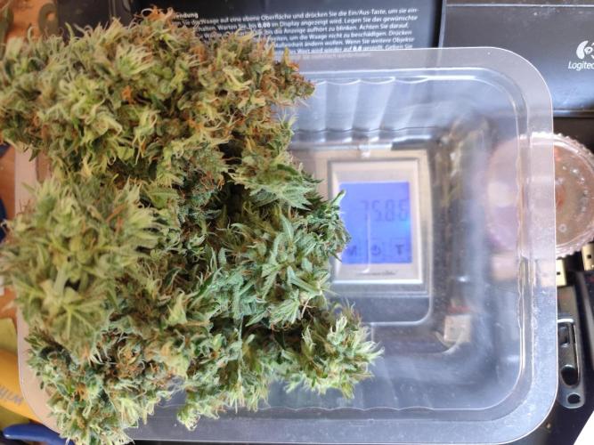 Black Runtz Automatic von Zamnesia seeds. Week 15