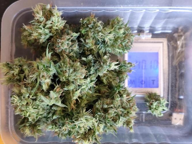 Black Runtz Automatic von Zamnesia seeds. Week 15