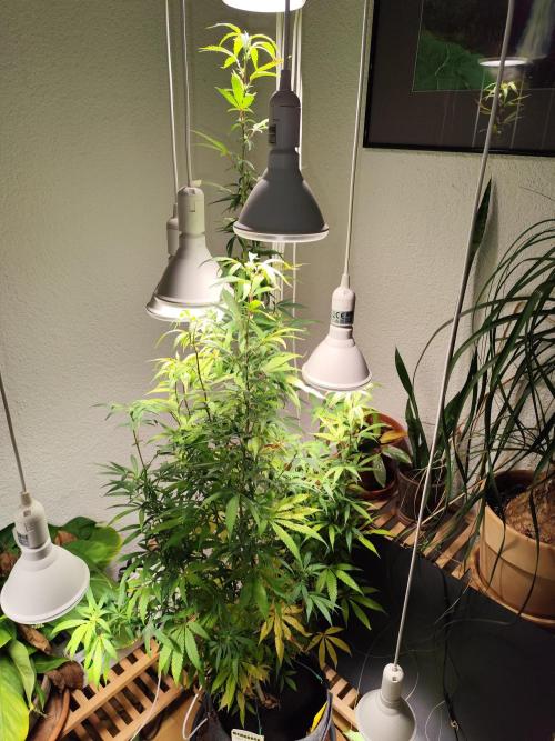 Membrana Hyper Autofem von VIP Seeds. Week 16 - Tag 112