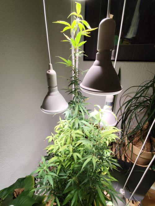 Membrana Hyper Autofem von VIP Seeds. Week 16