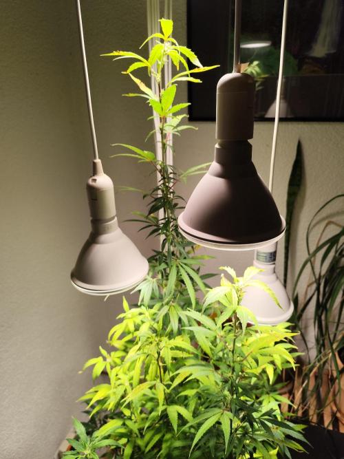 Membrana Hyper Autofem von VIP Seeds. Week 16