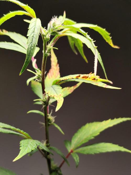 Membrana Hyper Autofem von VIP Seeds. Week 16