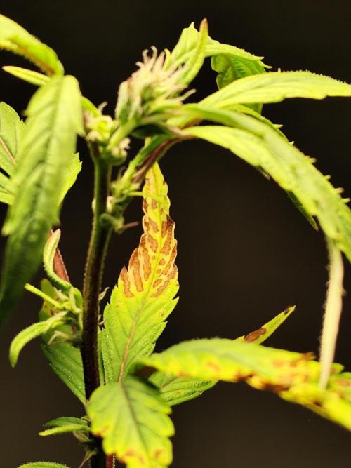 Membrana Hyper Autofem von VIP Seeds. Week 16