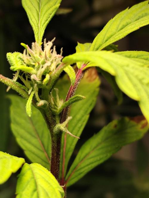 Membrana Hyper Autofem von VIP Seeds. Week 16