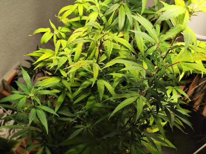 Membrana Hyper Autofem von VIP Seeds. Week 16