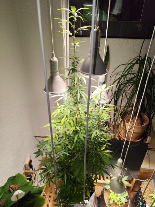 Membrana Hyper Autofem von VIP Seeds. Week 16