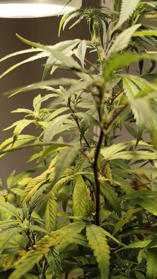 Membrana Hyper Autofem von VIP Seeds