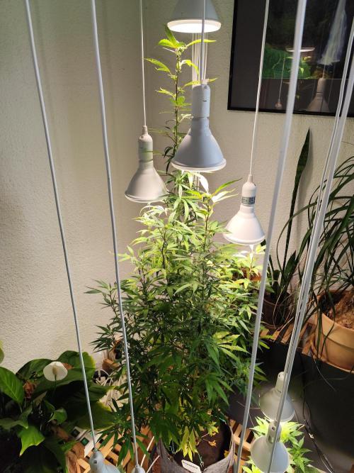 Membrana Hyper Autofem von VIP Seeds. Week 16 - Tag 116