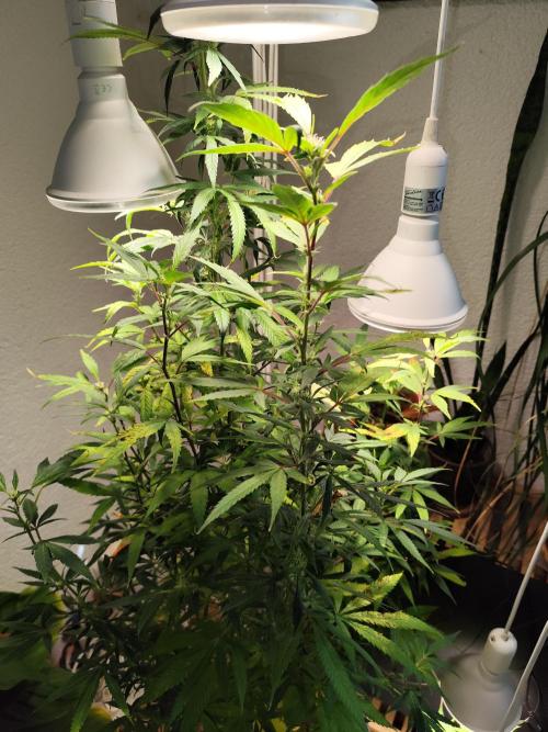 Membrana Hyper Autofem von VIP Seeds. Week 16