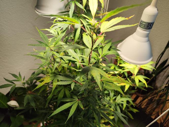 Membrana Hyper Autofem von VIP Seeds. Week 16