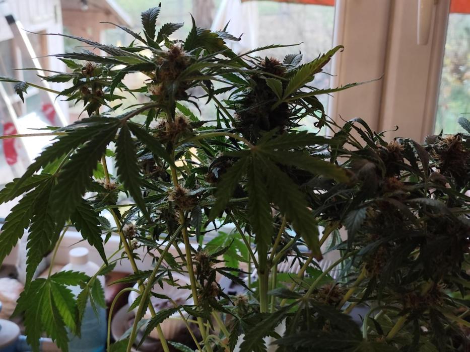 Lemon Cherry Cookies Auto von FastBuds. Week 11 - Tag 80