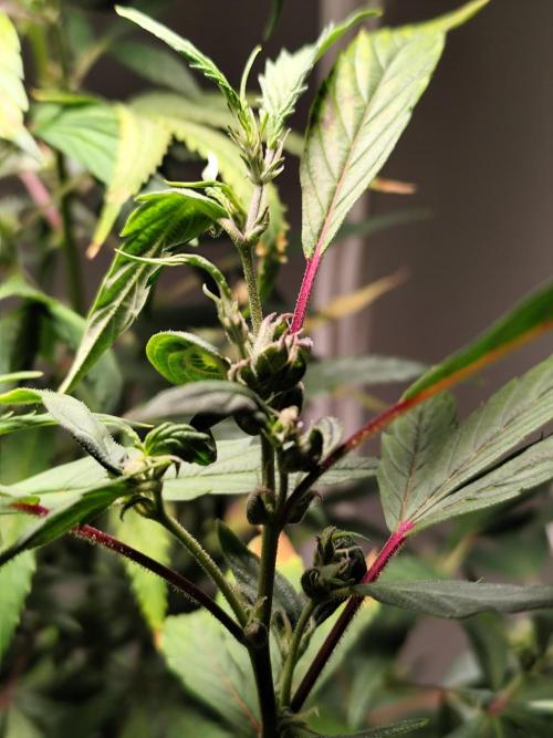 Membrana Hyper Autofem von VIP Seeds. Week 17 - Tag 122