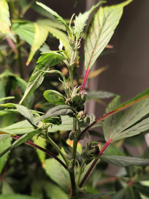 Membrana Hyper Autofem von VIP Seeds. Week 17