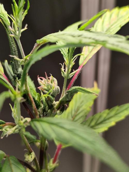 Membrana Hyper Autofem von VIP Seeds. Week 17