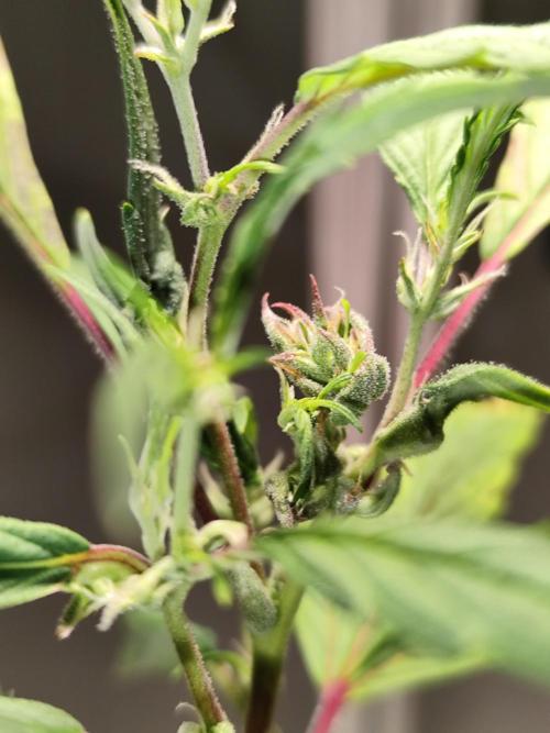 Membrana Hyper Autofem von VIP Seeds. Week 17