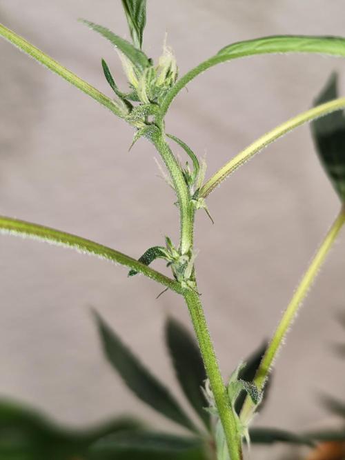 Membrana Hyper Autofem von VIP Seeds. Week 17